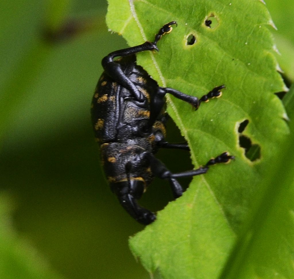 Liparus glabrirostris o germanus?